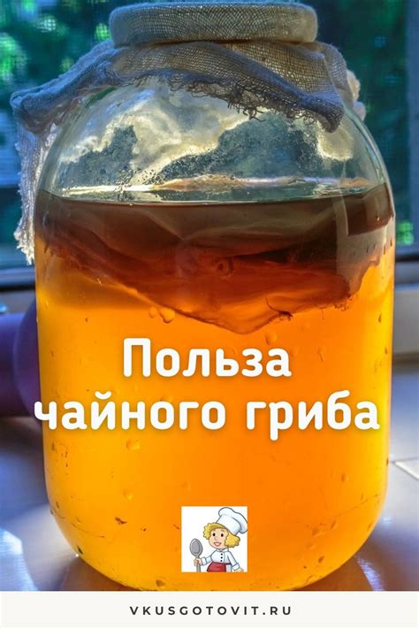 Польза чайного гриба
