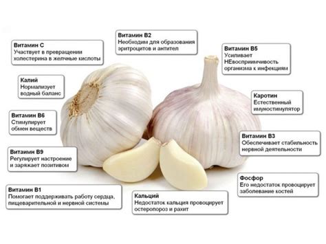 Польза чеснока в супе