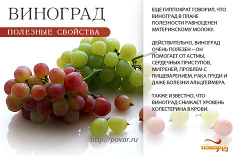 Польза ягод дикого винограда для здоровья