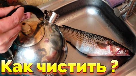 Помощь диетолога: нужно ли чистить треску от чешуи