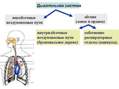 Понижение температуры и дыхательная система