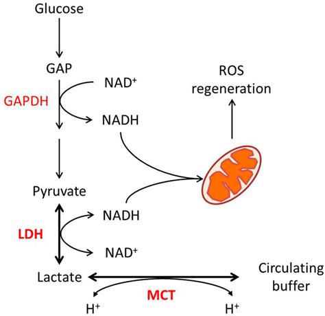 Понижение уровня lactate dehydrogenase (Lac) при левомедиастинальной компрессии