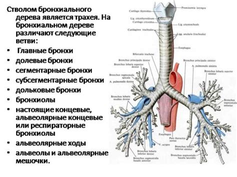 Понятие концевых бронхов и бронхиол