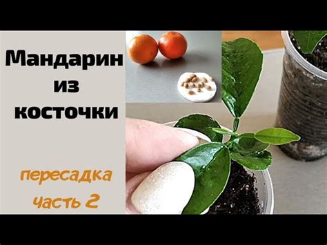 Посадка апельсиновой косточки