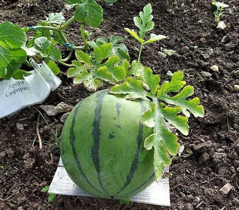 Посадка арбузов из семян