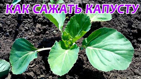 Посадка капусты в открытый грунт: