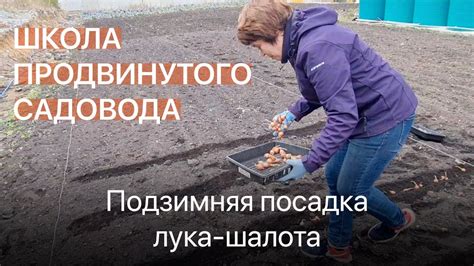Посадка шалота