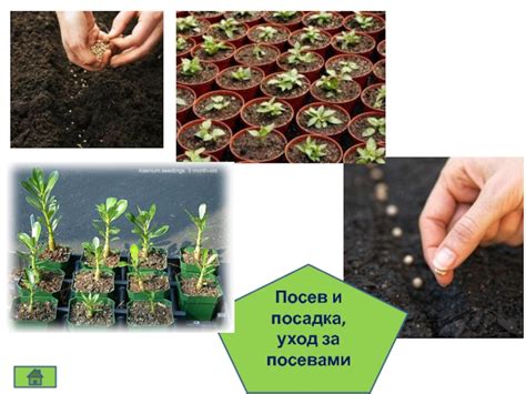Посев и посадка