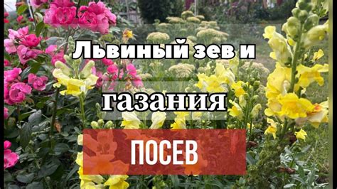 Посев львиного зева