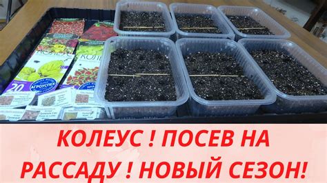 Посев семян колеуса
