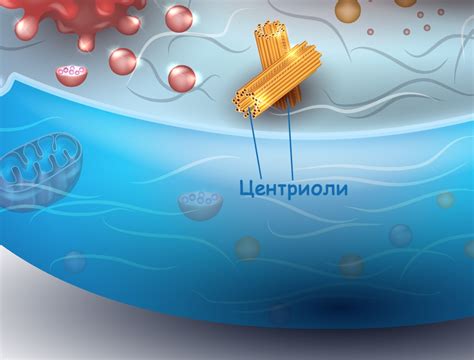 Последние исследования структуры и функции центриолей