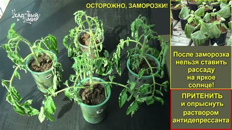 Последствия заморозков для растений