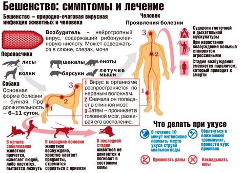 Последствия заражения вирусом бешенства для человека и животного
