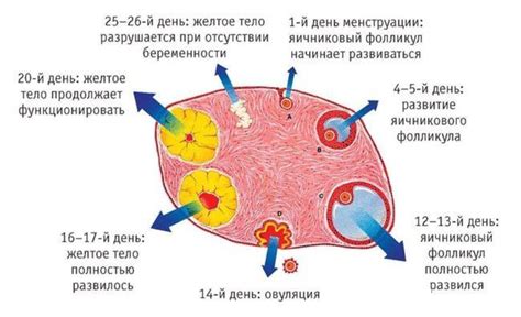 Последствия нарушений кровотока при овуляции