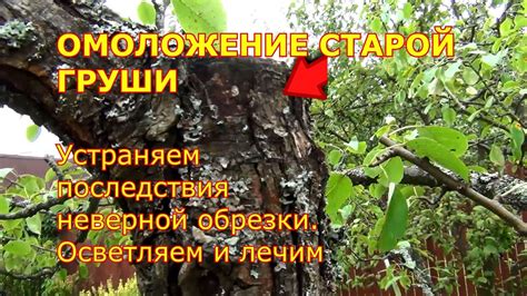 Последствия неправильной обрезки груши