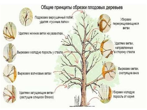 Последствия неправильной обрезки молодых яблоней