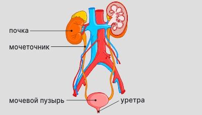 Последствия прокалывания родильных пузырей