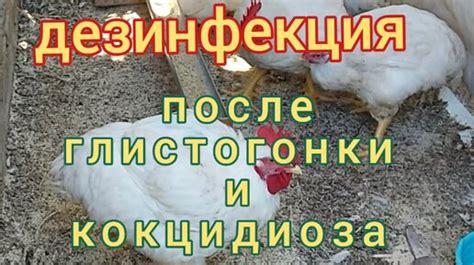 После глистогонки