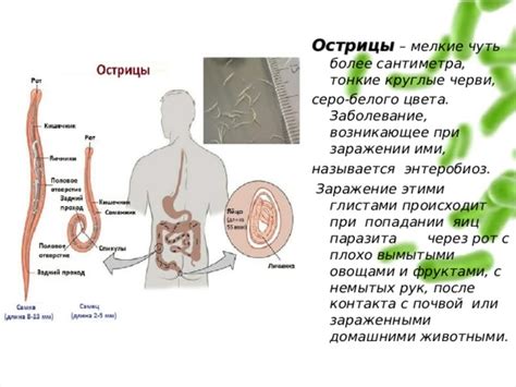 После контакта с зараженными животными: назначение ошейника