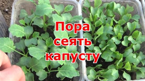 Постановка капусты на рассаду: