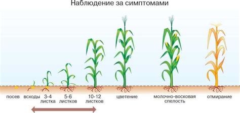 Потенциальные проблемы при употреблении кукурузы