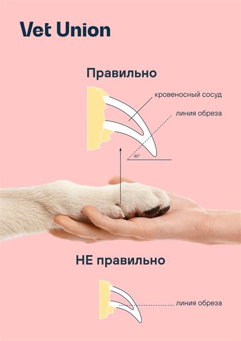 Почему важно стричь когти у кур несушек