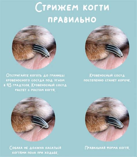 Почему важно стричь ногти вашему коту