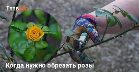 Почему и как нужно обрезать парковые розы перед зимой