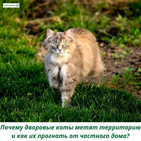 Почему коты метят территорию