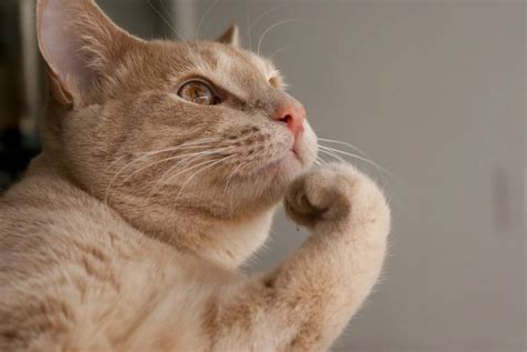 Почему коты пахнут мочой и что с этим делать
