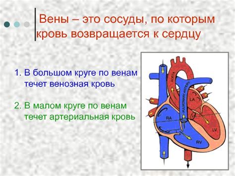 Почему кровь возвращается к сердцу