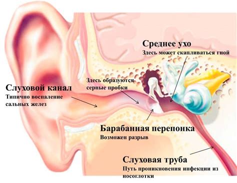 Почему левое ухо может зудеть - возможные объяснения