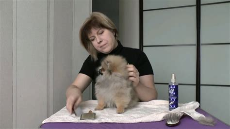 Почему многие думают, что расчесывание шпица каждый день вредно