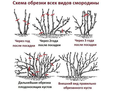 Почему необходима обрезка смородины и крыжовника осенью