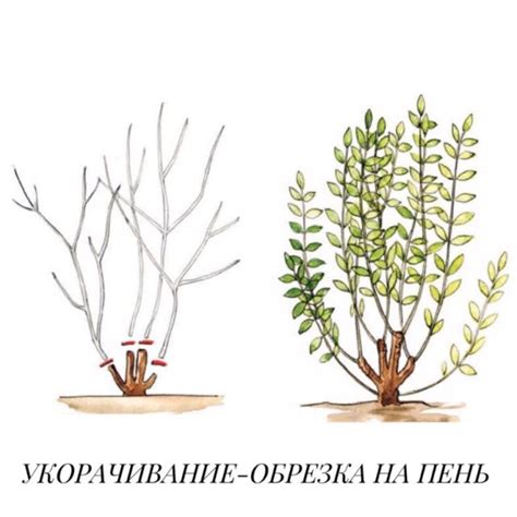 Почему обрезка спиреи на зиму является важной процедурой