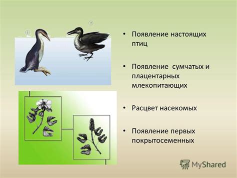 Появление первых птиц