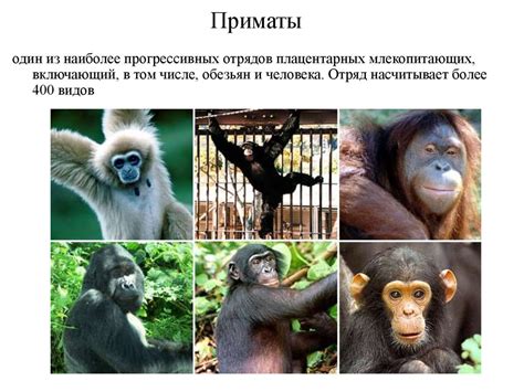 Появление приматов и первые шаги к отделению от животных