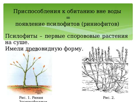 Появление псилофитов: открытия и интересные факты
