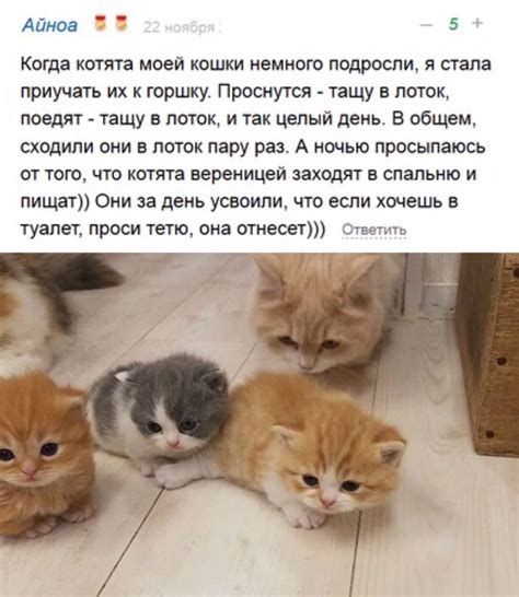 Правила воспитания котенка в лотке