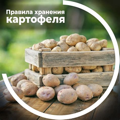 Правила для длительного хранения картофеля