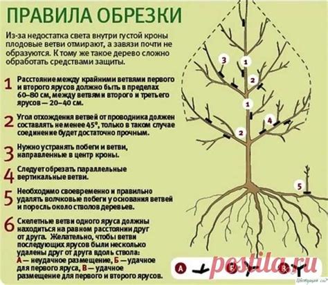 Правила зимней обрезки котовника