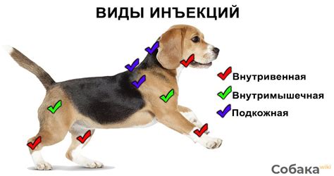 Правила колоть глюкозу подкожно собаке