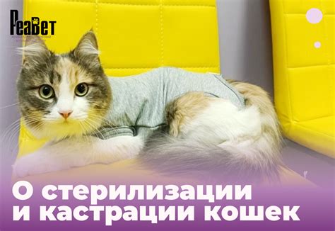 Правила кормления кошки после стерилизации