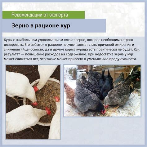 Правила кормления кур черным хлебом