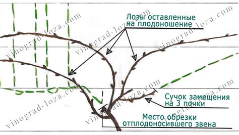 Правила обрезки виноградных лоз