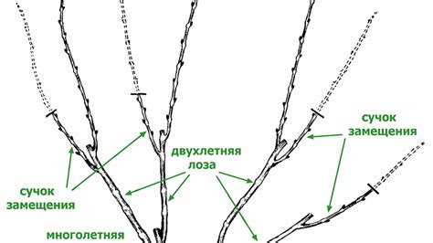 Правила обрезки двухлетнего винограда