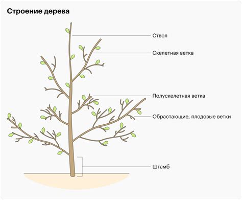 Правила обрезки лапчатки для сохранения ее здоровья