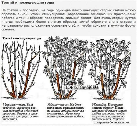 Правила обрезки роз перед зимой