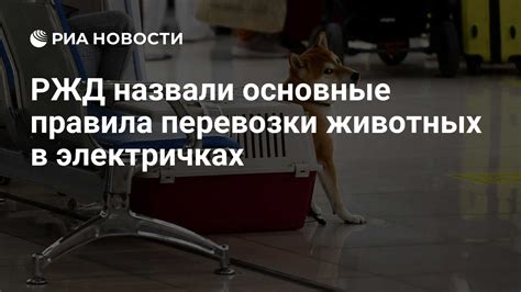 Правила перевозки кошек в электричках
