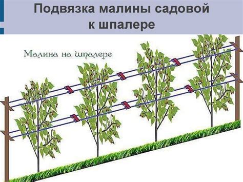 Правила подвязывания малины